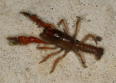 Engaeus hemicirratulus