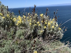 Castilleja hololeuca