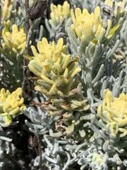 Castilleja hololeuca