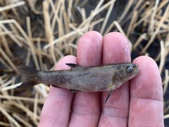 Siphateles bicolor 4