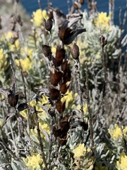 Castilleja hololeuca