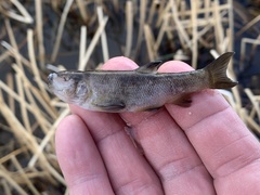 Siphateles bicolor 4