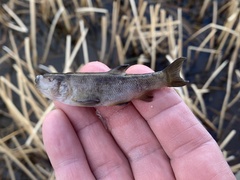 Siphateles bicolor 4
