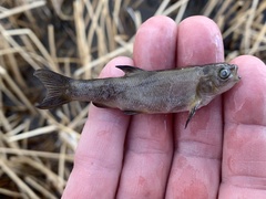 Siphateles bicolor 4