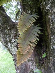 Polypodium rhodopleuron