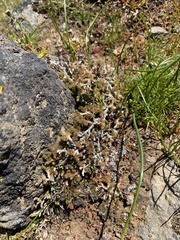 Selaginella wallacei