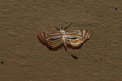 Parapoynx villidalis