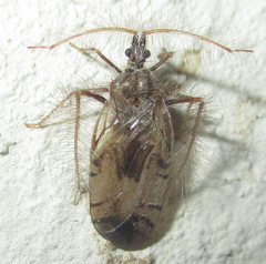 Holoptilus nebulosus