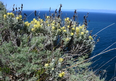 Castilleja hololeuca