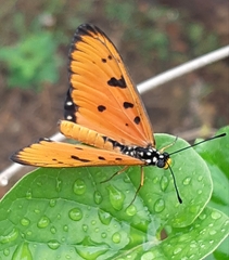 Acraea terpsicore