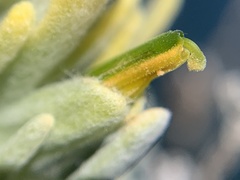 Castilleja hololeuca