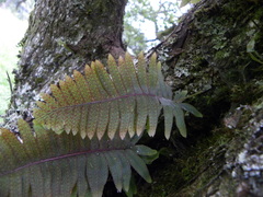 Polypodium rhodopleuron