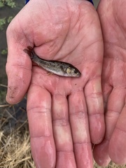 Siphateles bicolor 4