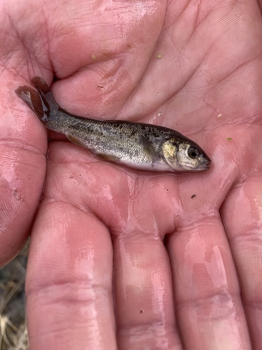 Lahontan tui chub