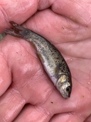 Siphateles bicolor 4