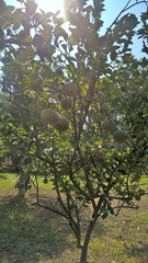 Citrus × aurantiifolia