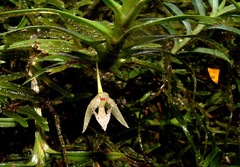 Dichaea panamensis