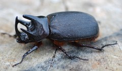 Heterogomphus mniszechi