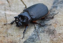 Heterogomphus mniszechi