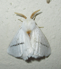 Phiala