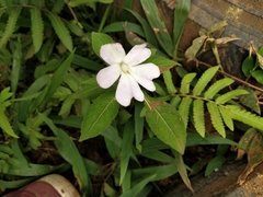 Impatiens platypetala
