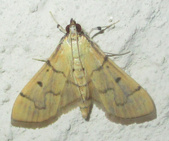 Psara atritermina