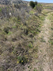 Lomatium caruifolium caruifolium
