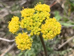 Lomatium caruifolium caruifolium