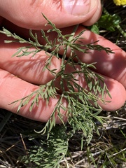 Lomatium caruifolium caruifolium