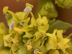 Lomatium caruifolium caruifolium