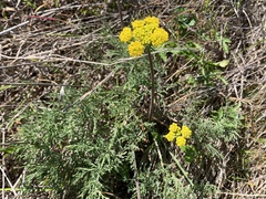 Lomatium caruifolium caruifolium