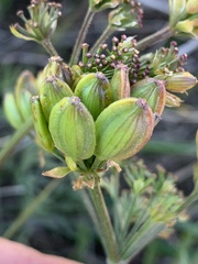 Lomatium caruifolium caruifolium
