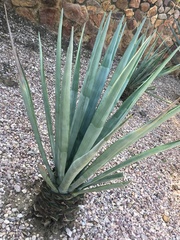 Agave tequilana