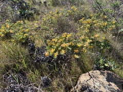 Acmispon dendroideus dendroideus