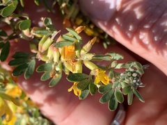 Acmispon dendroideus dendroideus