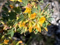 Acmispon dendroideus dendroideus