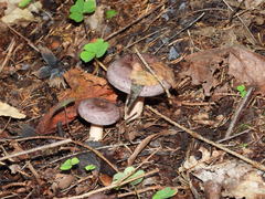 Lactarius trivialis