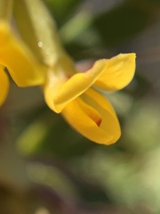 Acmispon dendroideus dendroideus