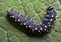 Athalia scutellariae