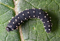 Athalia scutellariae