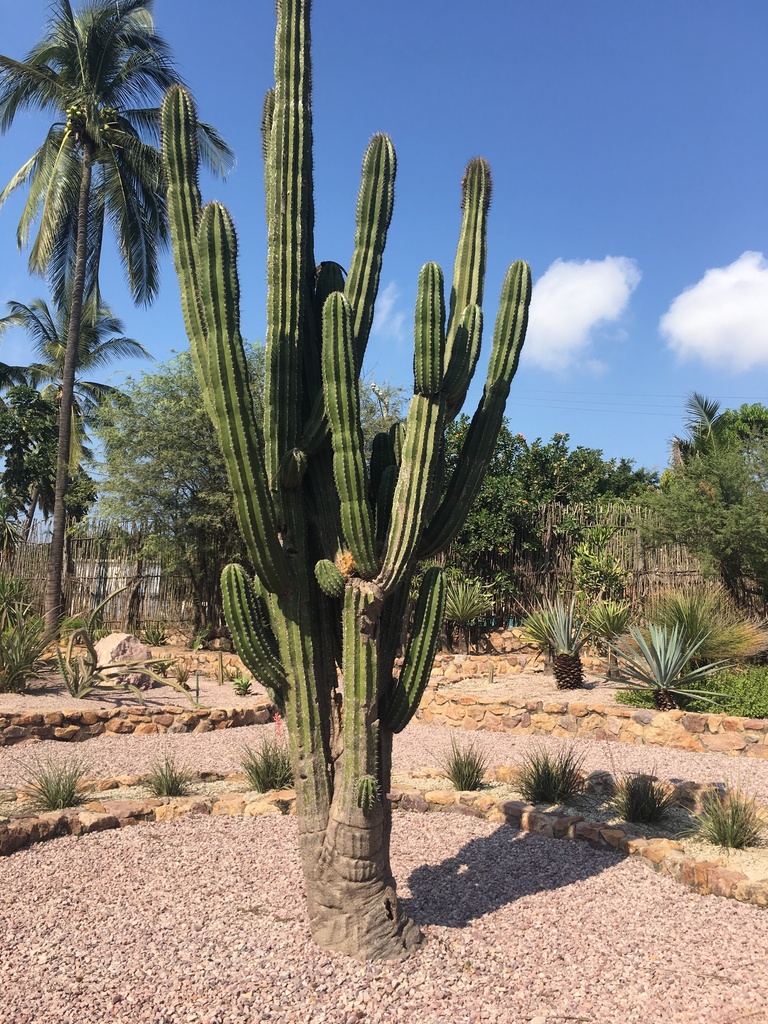 Indian Comb from Mazatlán, Sin., México on November 7, 2017 at 10:09 AM ...