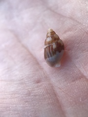 Amphissa versicolor