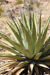 Agave chrysantha