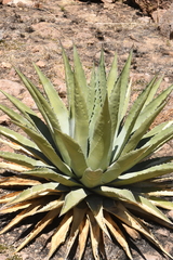 Agave chrysantha