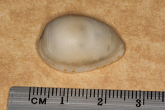 Notocypraea
