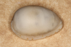 Notocypraea