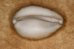Notocypraea
