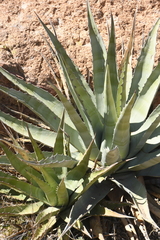 Agave chrysantha