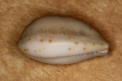 Notocypraea