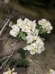Bougainvillea